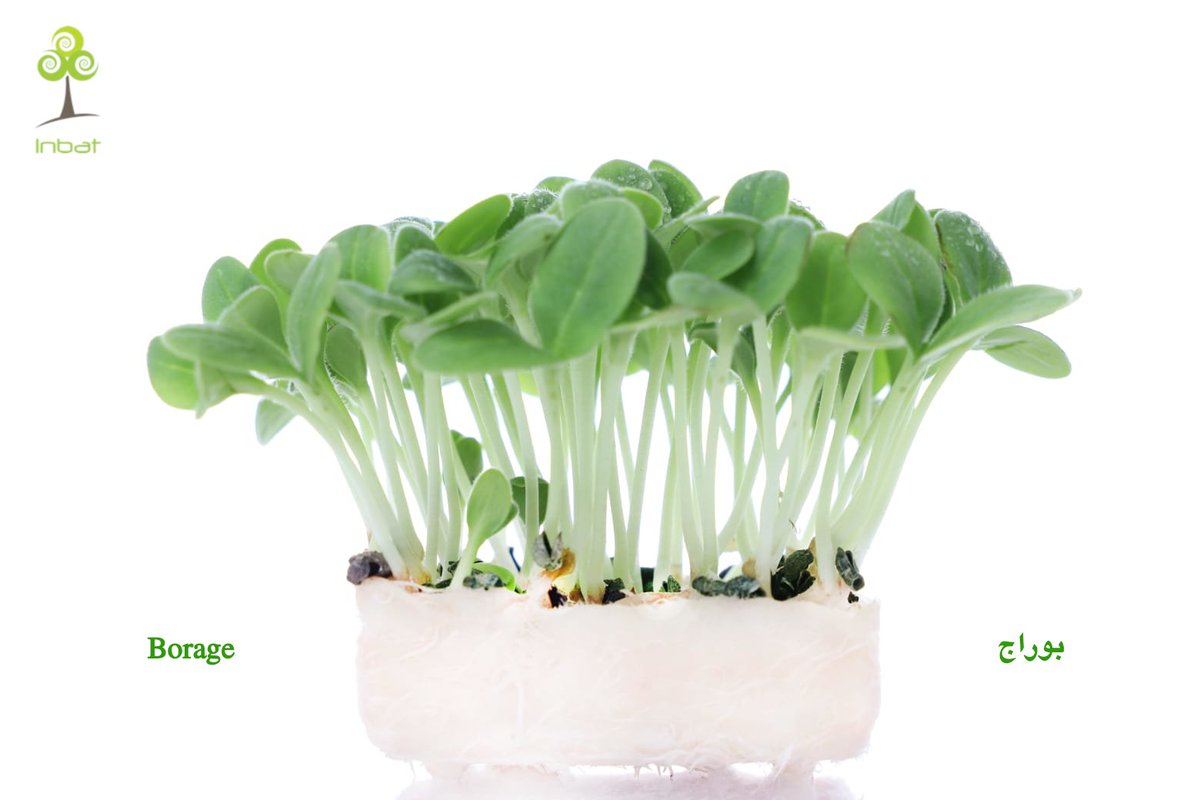 Inbat_farm's tweet image. 