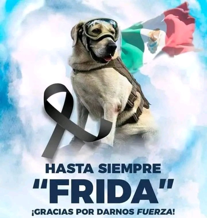TioNacho53's tweet photo. Esta perrita valía más que muchos chairos de la #4aDestruccion le dió más a mexicanos que se encontraban en apuros.
Cuando leo las bravuconadas del #TioMALO y de la gobernadora del DF, me da chingo de vergüenza tener a ese tipo de gente de "líderes"
#AdiosFrida https://t.co/M26mXpoRGO