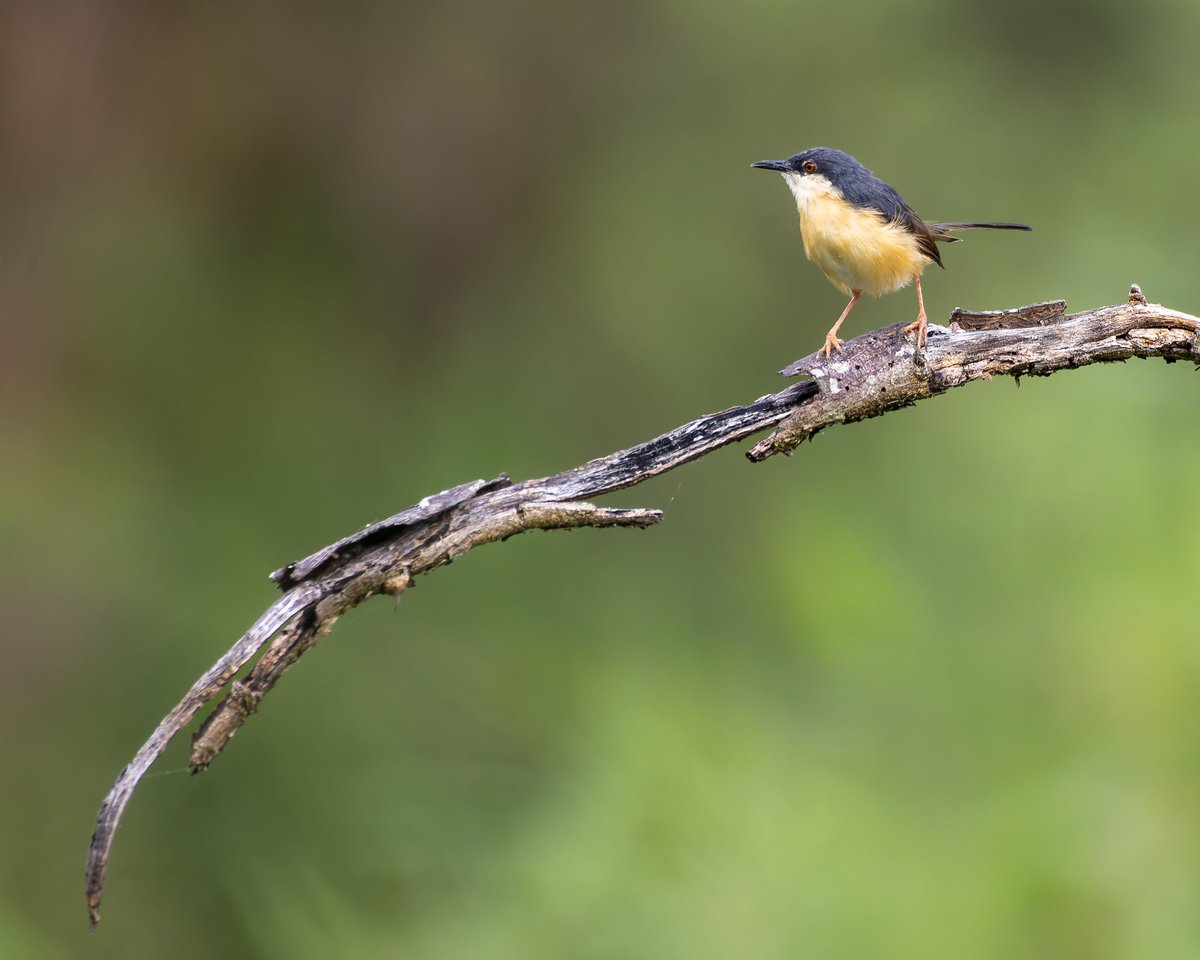 A lonely bird and the branch #ashyprinia #indiAves #birding #birdwatching #birdphotography #BirdsSeenIn2022 #birds #BirdTwitter #natgeoindia #BBCWildlifePOTD