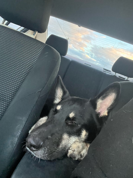 AdoptMeAppDemo's tweet photo. Mum tired me out! Adopt me! https://t.co/OTrPw67ZOs Demodog #Fluffy_DEMOCA_01 https://t.co/N69HZp8xaj