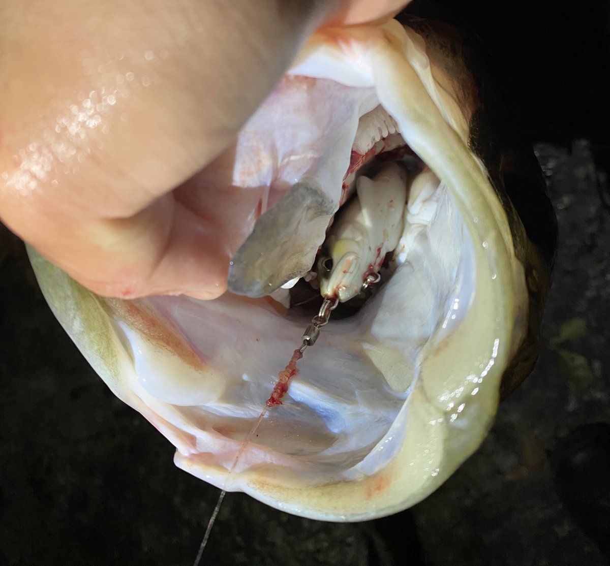 muka_fishing's tweet photo. 一撃でそんなに飲み込まんでも、、、
#growdesignworks #FLAG170 https://t.co/xv5NdWCxgT