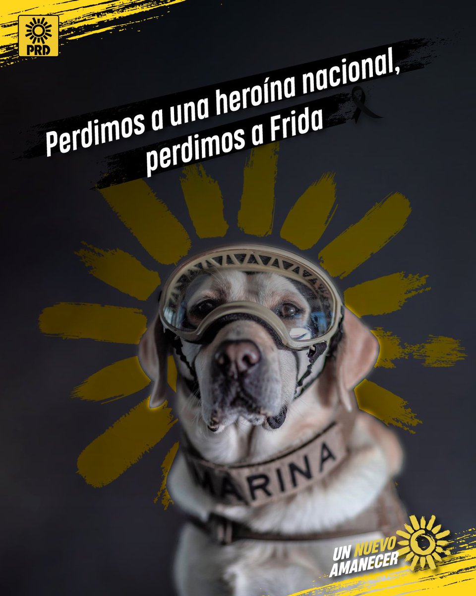 PRDMexico's tweet photo. Hoy murió una heroína nacional, una valiente y noble rescatista de cuatro patas. Gracias por tanto #Frida 🐶 🐾 #QDEP https://t.co/aVOubsrPhI