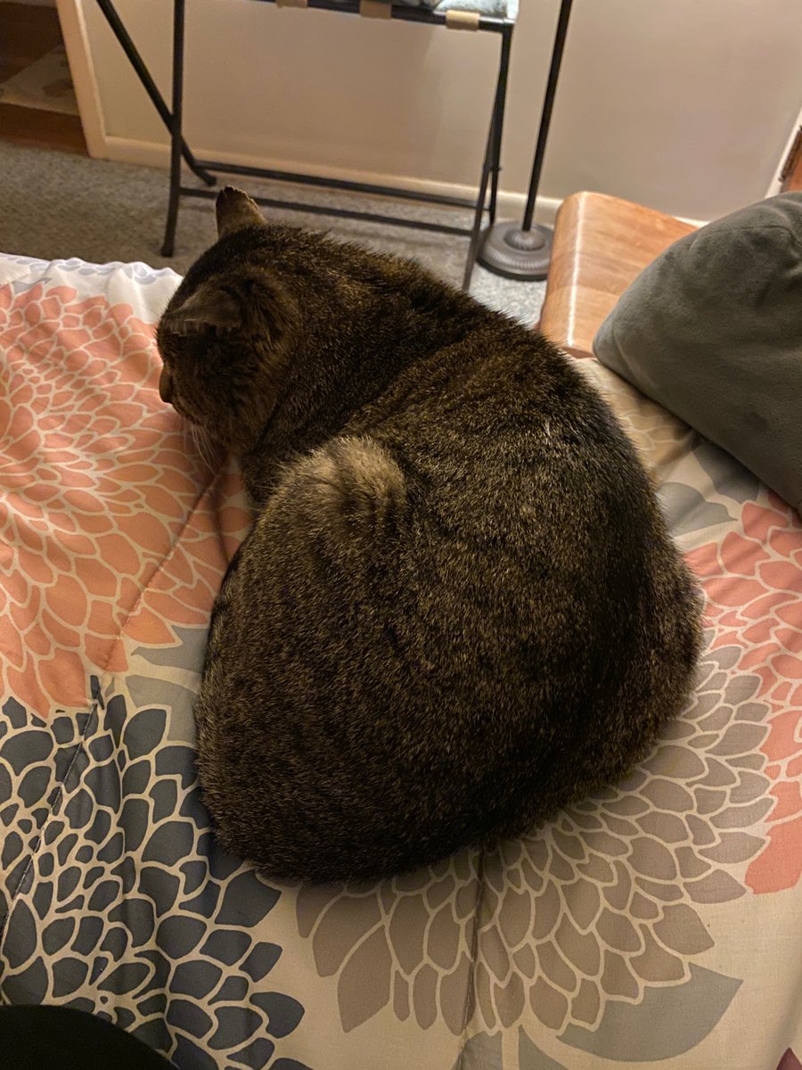futurewriter13's tweet photo. After being gone for two days, Shadow is back home again!
#shadowstories #shadowtails #cats #CatsofTwittter #meow #catmom https://t.co/Tn74c8SK59