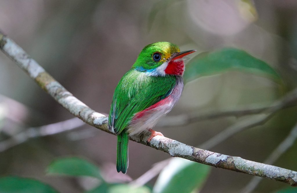 Daniel Weldon tweet media