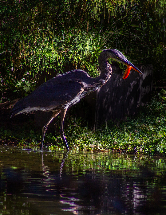 rosingleton39's tweet image. New artwork for sale! - "Blue Heron with Fish at Sunset" - fineartamerica.com/featured/blue-… @fineartamerica