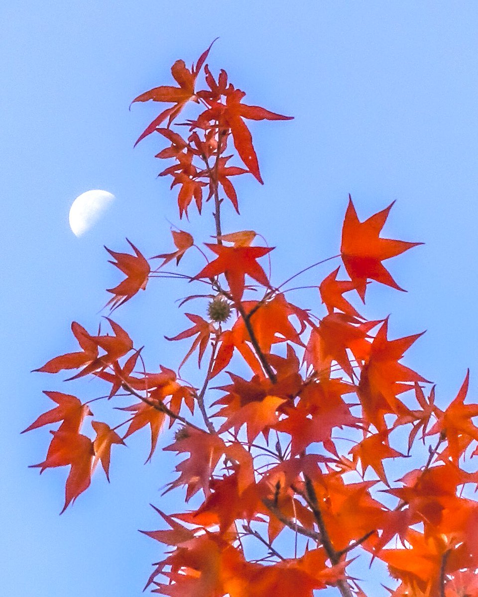 「紅葉×下弦の月 」|ひぃのイラスト