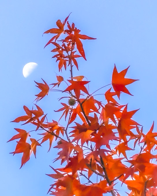 紅葉×下弦の月 