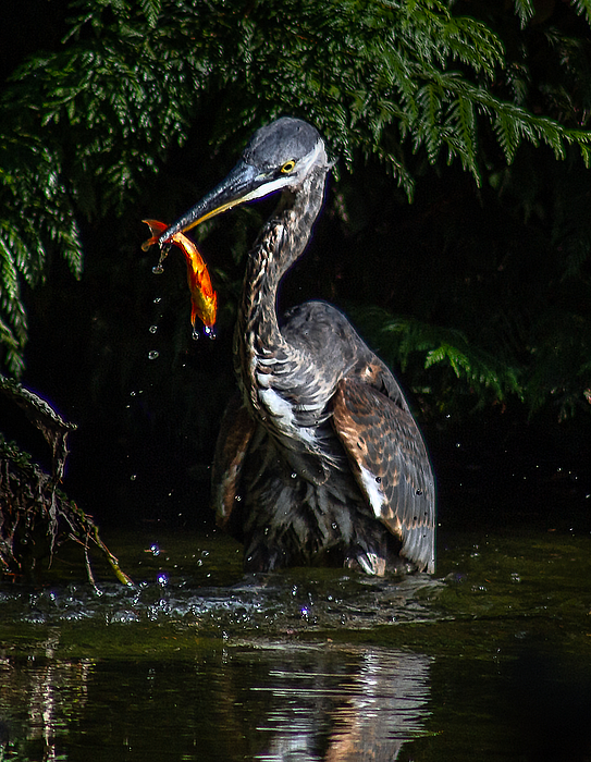 rosingleton39's tweet image. New artwork for sale! - "Blue Heron with Dripping Catch" - fineartamerica.com/featured/blue-… @fineartamerica