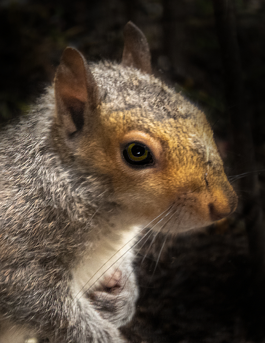 rosingleton39's tweet image. New artwork for sale! - "Thieving Squirrel" - fineartamerica.com/featured/thiev… @fineartamerica