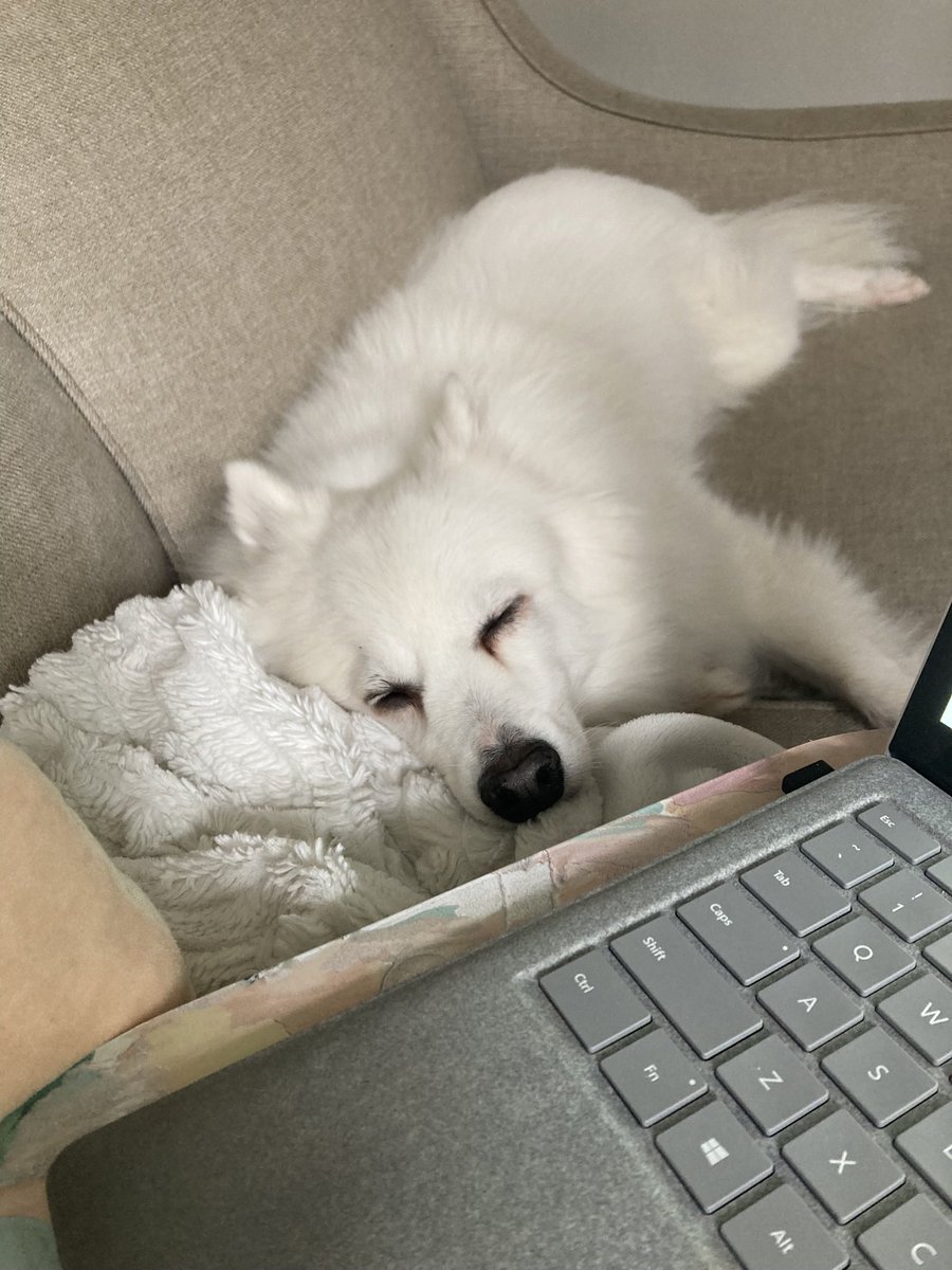jdayskills's tweet photo. @thecaitdiaries Live alone and WFH: this guy is my sidekick 24/7, even supervising late night work 🤣 https://t.co/k5ijzRhpRs