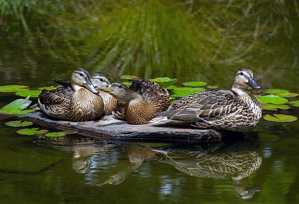rosingleton39's tweet image. New artwork for sale! - "Female Mallard with Three Juveniles" - fineartamerica.com/featured/femal… @fineartamerica