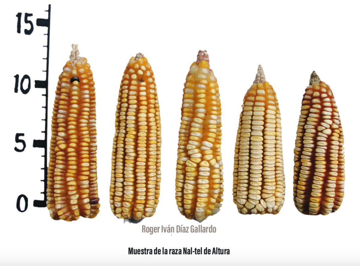 Semillas de Vida 🌽 tweet media