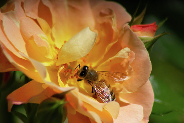 rosingleton39's tweet image. New artwork for sale! - "Bee Seeking Pollen in Pink and Yellow Rose" - fineartamerica.com/featured/bee-s… @fineartamerica