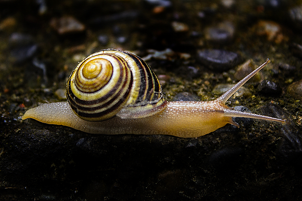 rosingleton39's tweet image. New artwork for sale! - "Snail Out for a Stroll" - fineartamerica.com/featured/snail… @fineartamerica