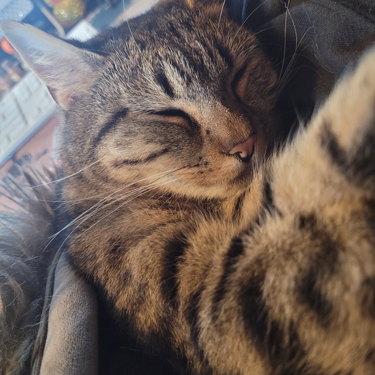 I blame this little guy for me never getting any work done!
 
mayhowellnovel.com 
#catsofinstagram #authorlife #AnUnearthlyNovel #whatcanyoudo