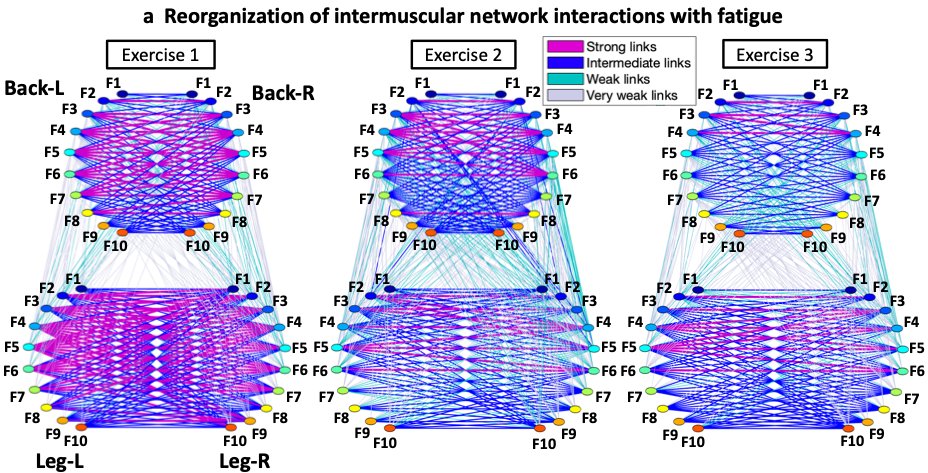 Plamen Ch. Ivanov (@plamenchivanov) on Twitter photo First of a kind #NetworkPhysiology study in <a href="/FrontNetPhysiol/">Frontiers - Network Physiology</a> shows muscle fibers across #muscles coordinate through hierarchical structure of sub-networks & modules to facilitate movement & adjust to #fatigue; implications #exercise #physiology #medicine
doi.org/10.3389/fnetp.… First of a kind #NetworkPhysiology study in <a href="/FrontNetPhysiol/">Frontiers - Network Physiology</a> shows muscle fibers across #muscles coordinate through hierarchical structure of sub-networks & modules to facilitate movement & adjust to #fatigue; implications #exercise #physiology #medicine
doi.org/10.3389/fnetp.…