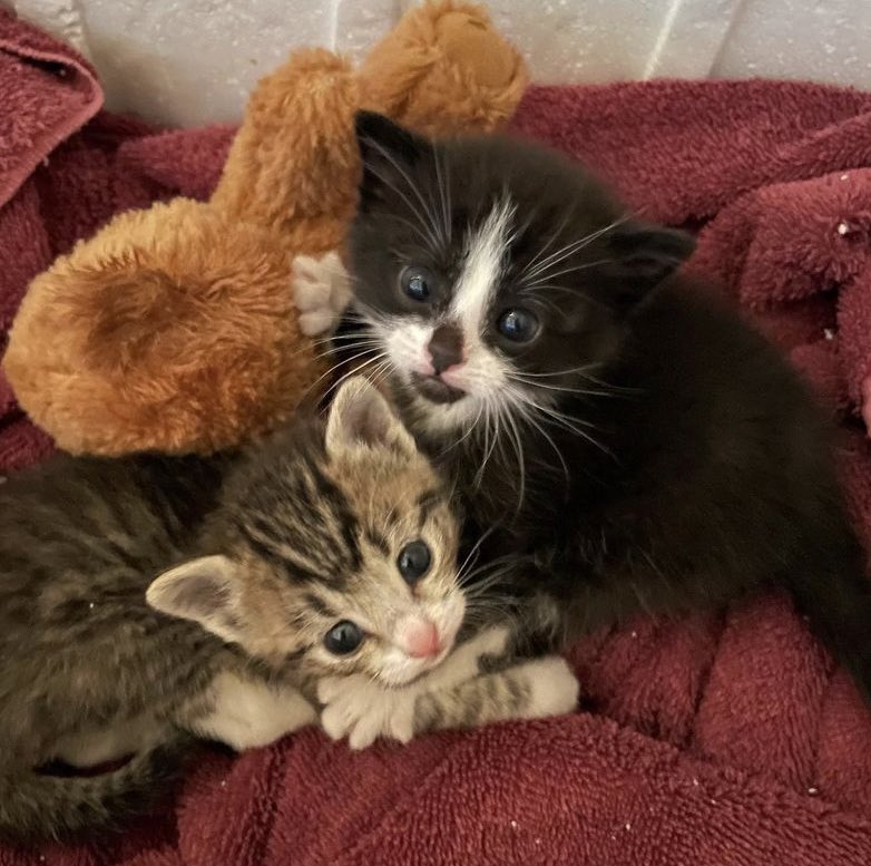 me   an   angle   ‘ playign   and   ,    now  we   eppby   an  .    snuoglign