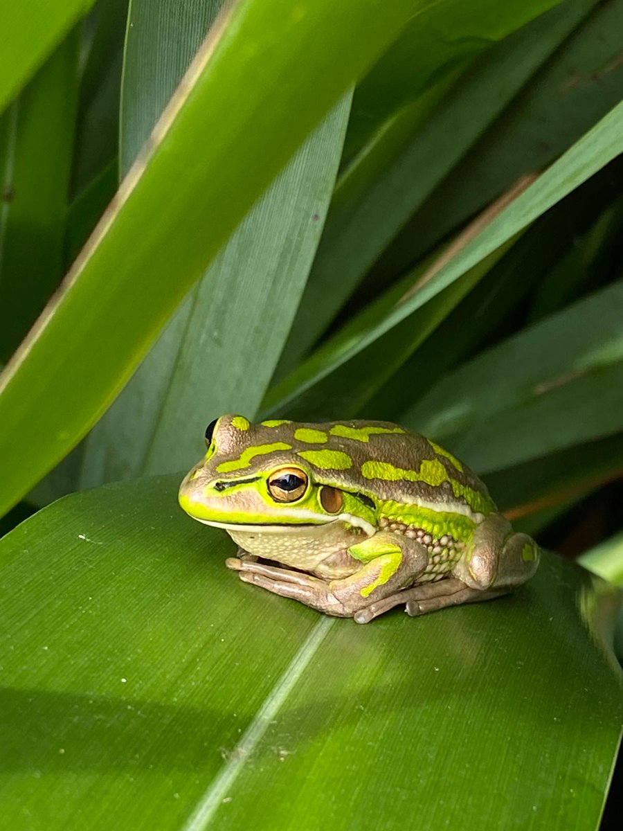ErikButton's tweet photo. Almost missed these two well camouflaged green and golden bell frogs (introduced from Australia) hanging out in the harakeke flax 🐸 https://t.co/EyU43QxqHK