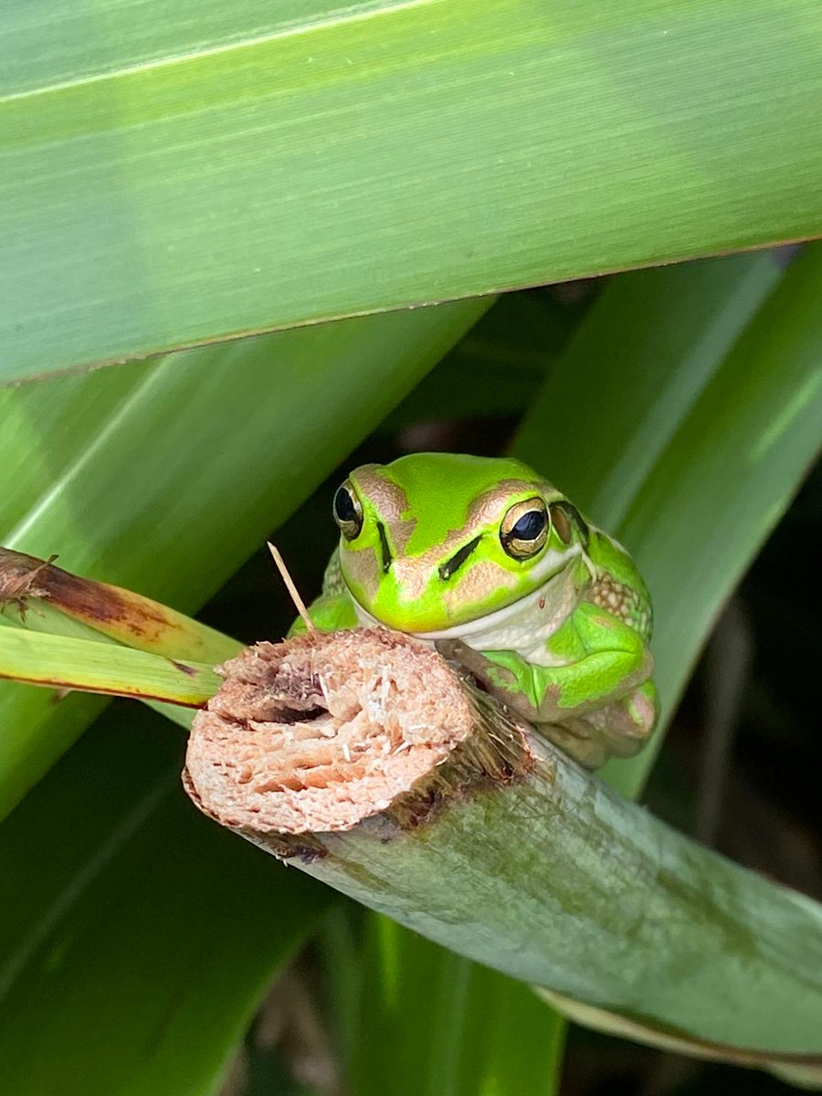 ErikButton's tweet photo. Almost missed these two well camouflaged green and golden bell frogs (introduced from Australia) hanging out in the harakeke flax 🐸 https://t.co/EyU43QxqHK