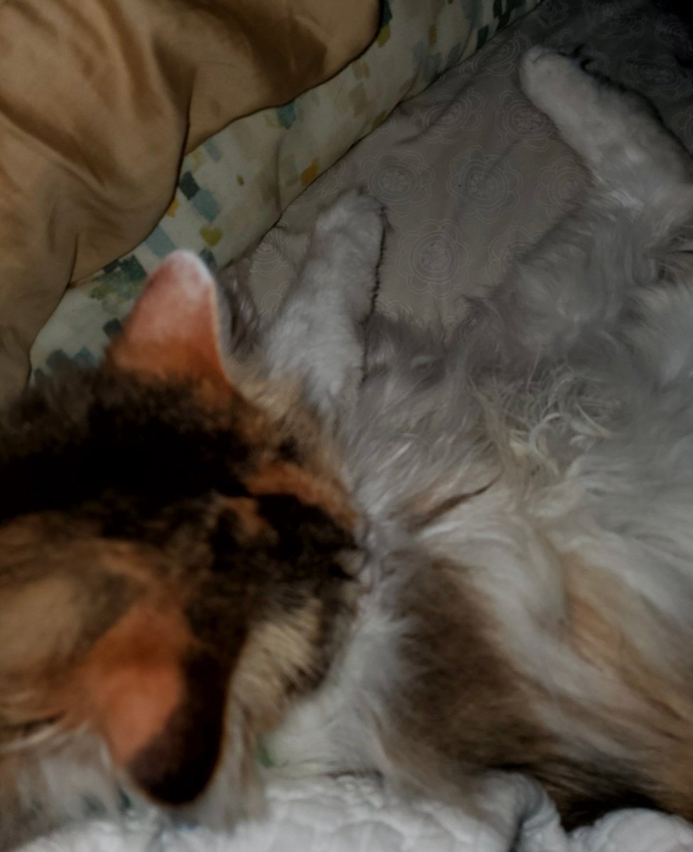 kat_every's tweet photo. Settling #TuesdayFeeling #cats #CatsOfTwitter #CatsOnTwitter #love #MissyKat https://t.co/aXE90ogGjo