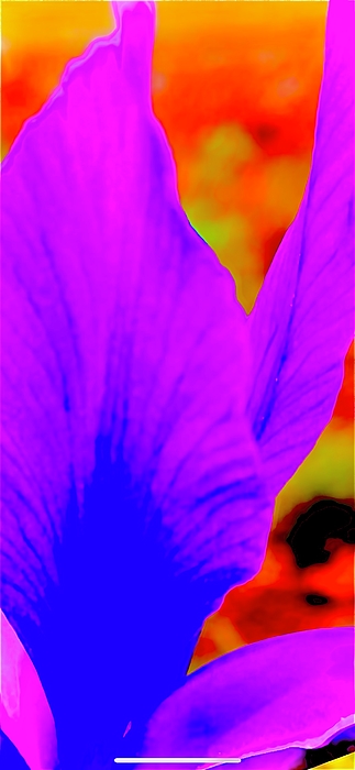 SabalaKing's tweet photo. New artwork for sale! - "Petals" - https://t.co/USlABwsj1o @fineartamerica https://t.co/XWHLs5ghr7
