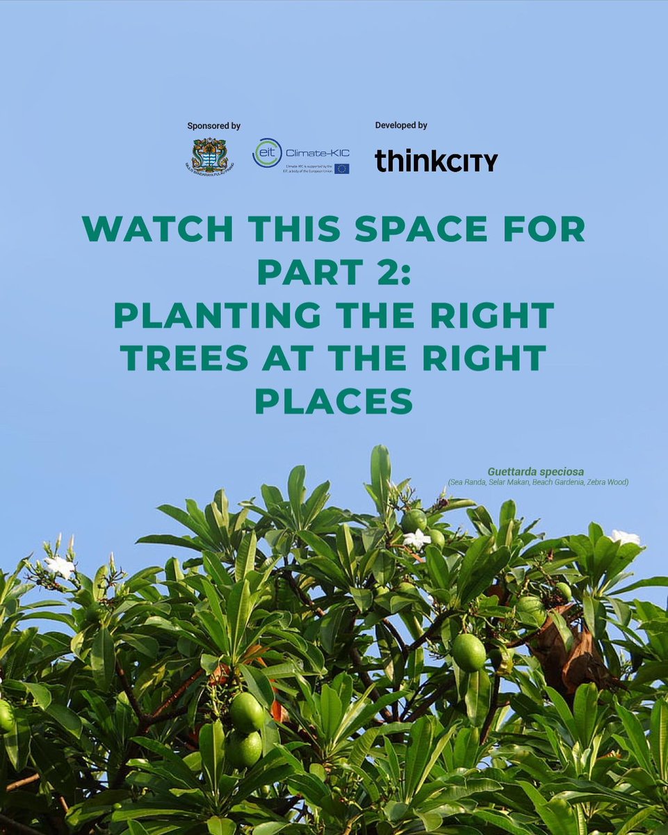 mythinkcity's tweet photo. Learn more about the Penang Nature Based Climate Adaptation Programme and our Climate Resilient Street Tree Study sponsored by @MBPP19 and @ClimateKIC.
#mythinkcity #advancingmalaysia #climateadaptation #ACResT https://t.co/0rqDEmLxCe