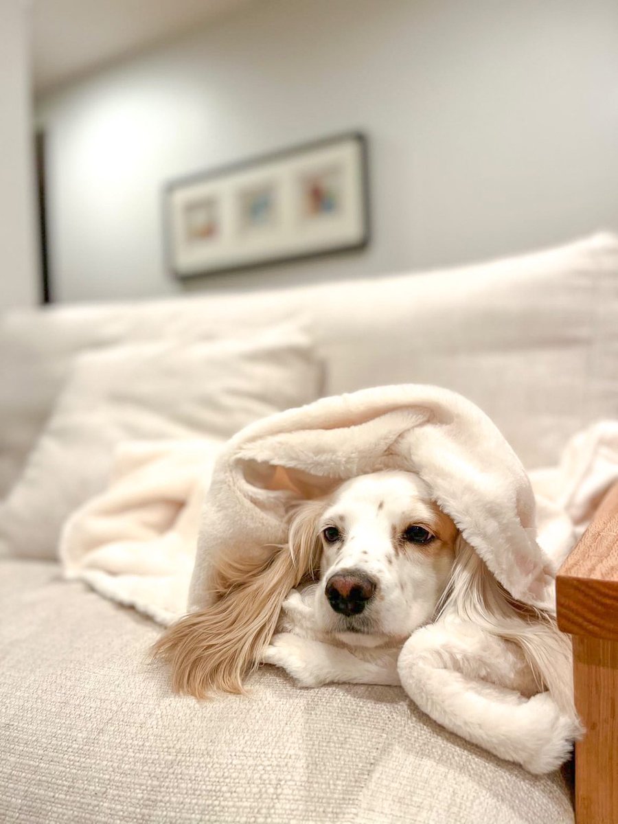 VanderpumpPets's tweet photo. Itโs time to snuggle up! Whose pup wants to be bundled up in our Vanderpump Pets blanket?! ๐๐ถโจ #VanderpumpPets https://t.co/SMCPnpUzSc