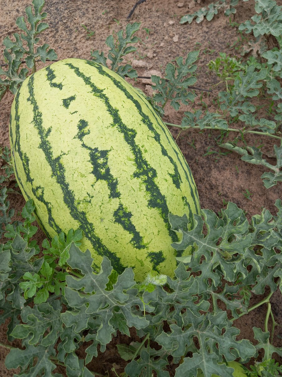 maseremudad's tweet photo. We are in the market (Harare) every Wednesday and Saturday selling beautiful juicy Watermelons🍉 .Prices range from $3 to $7 and for all your orders please hit me up on 0772232378.Please do retweet my hustle,my customers might be on your timeline.Thank you,🙏🙏 https://t.co/GPq1viEtbo