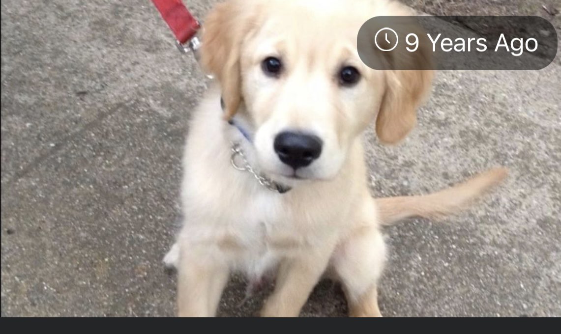 AmyDoesEdTech's tweet image. Been delinquent with #gratitudesnaps but my oh my I am grateful for this cutie! Miss that puppy breath!! #goldenretriever @PipTheDog5
