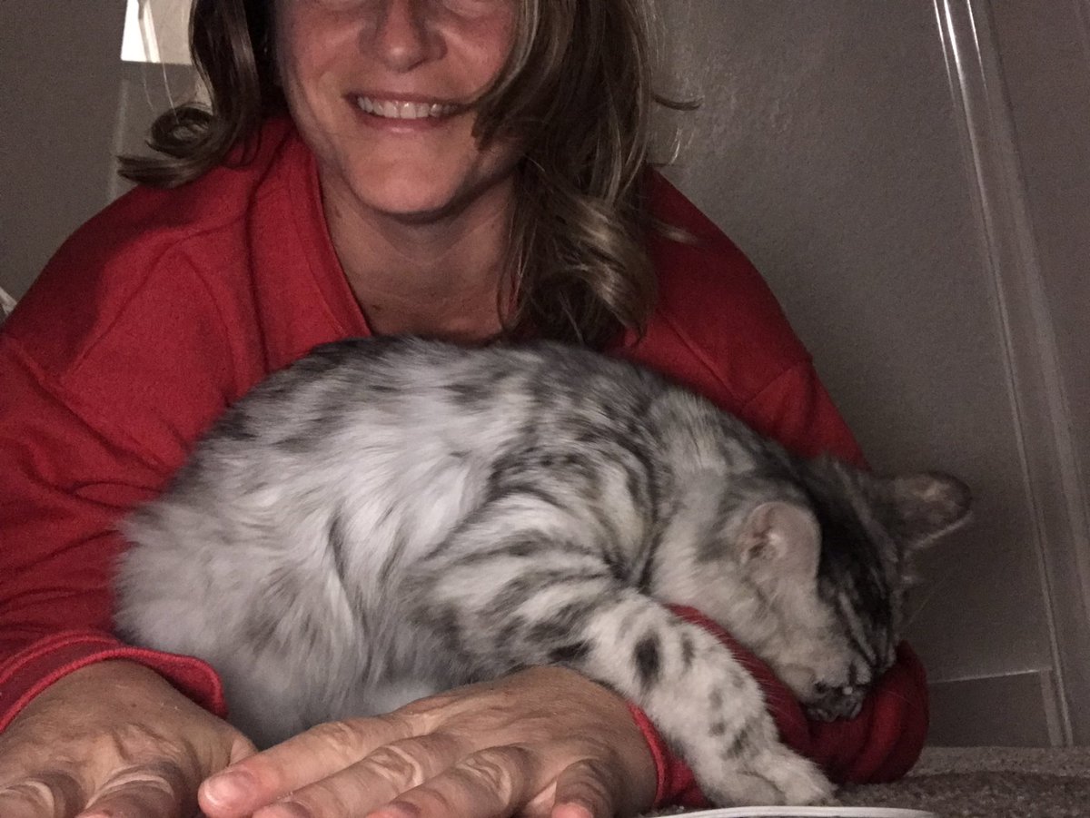 kellycriley's tweet photo. Plank time or play time? Let Rosemary decide. She’s a bad kitty girl @norapachadc @TISDMOVES @TsaWellness @mrsSTAHMER @stufine1 @GencerAndrew https://t.co/GpCNXY8uxm