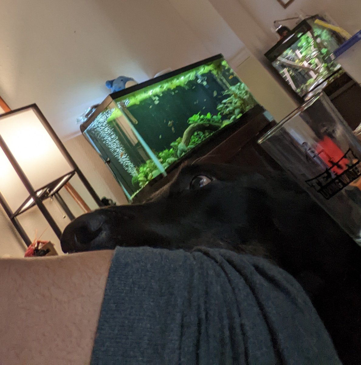 ChenpoesJr's tweet photo. The way fin watches me when he wants attention is unnerving https://t.co/k10e8wgXzI