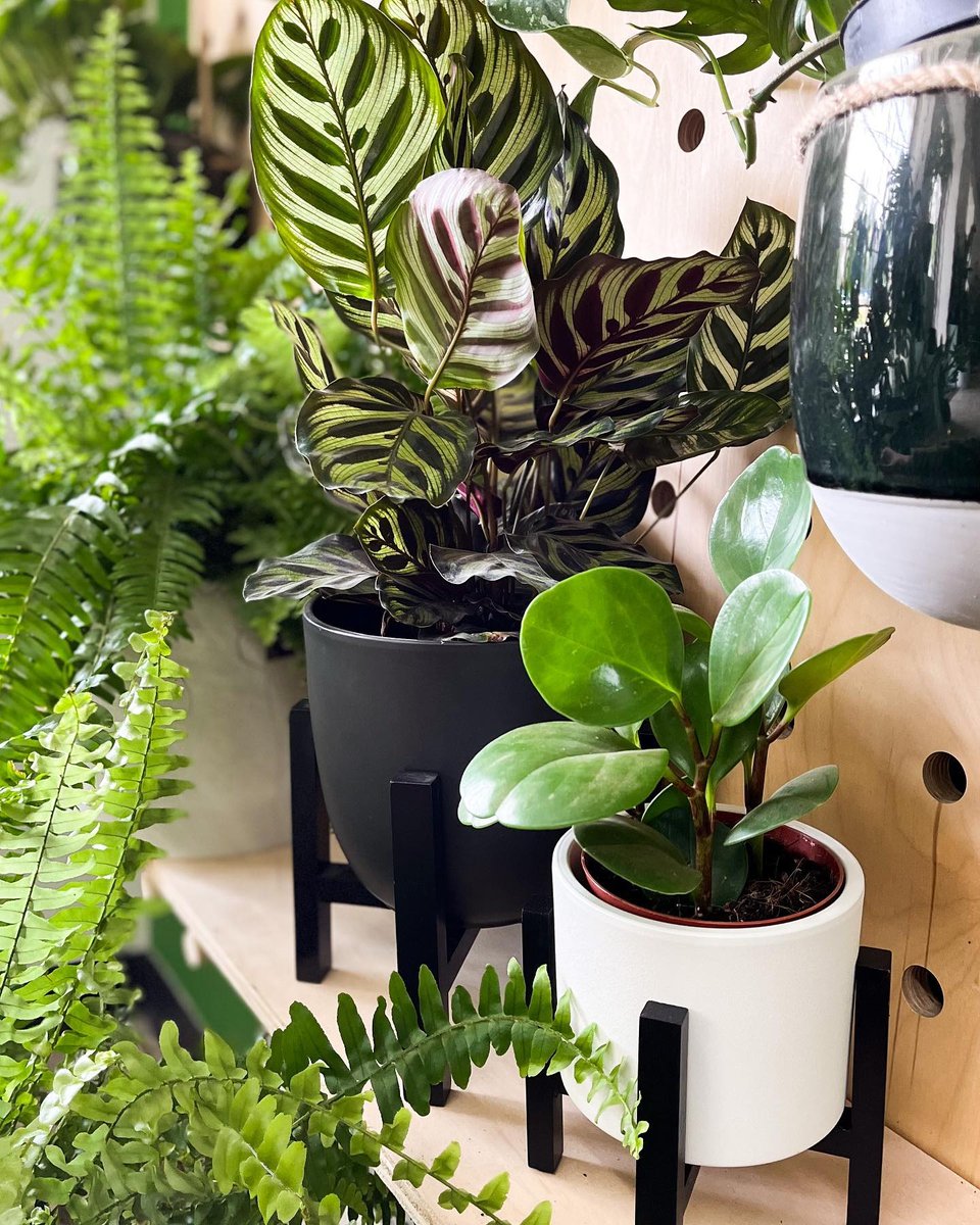 Plantsome_CA's tweet photo. Buy 3, Get 1 Free! Shop today and get your 4th small or medium plant 100% #free 🌿 https://t.co/QG4sFFlKuM