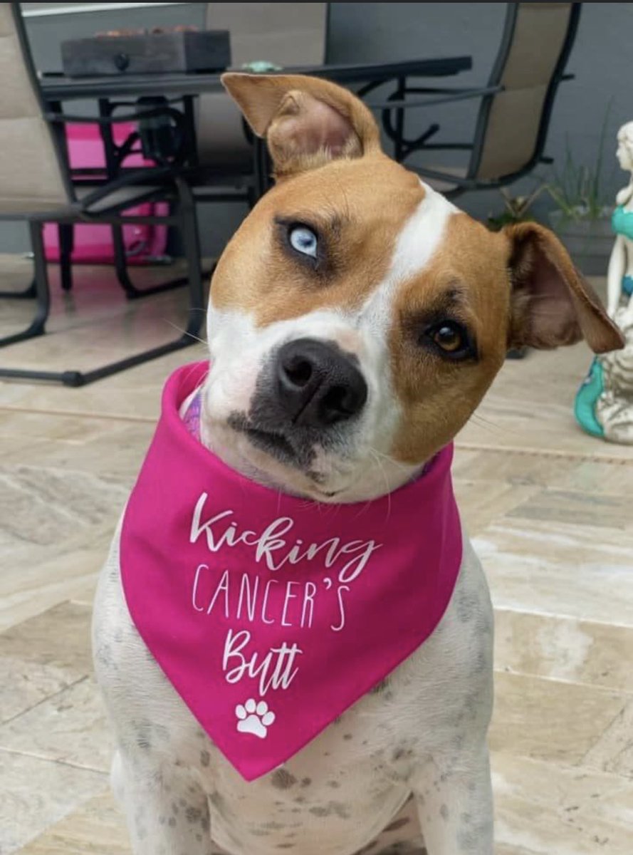perseusfound's tweet photo. Thank you so much to those have donated, crossposted and sent Daisy love and best wishes. ❤️🐾 We so appreciate you! Could you please help us by sharing. 
https://t.co/ScAwBUwYXt.
@RichAzzopardi https://t.co/Mo1QZTeJzq