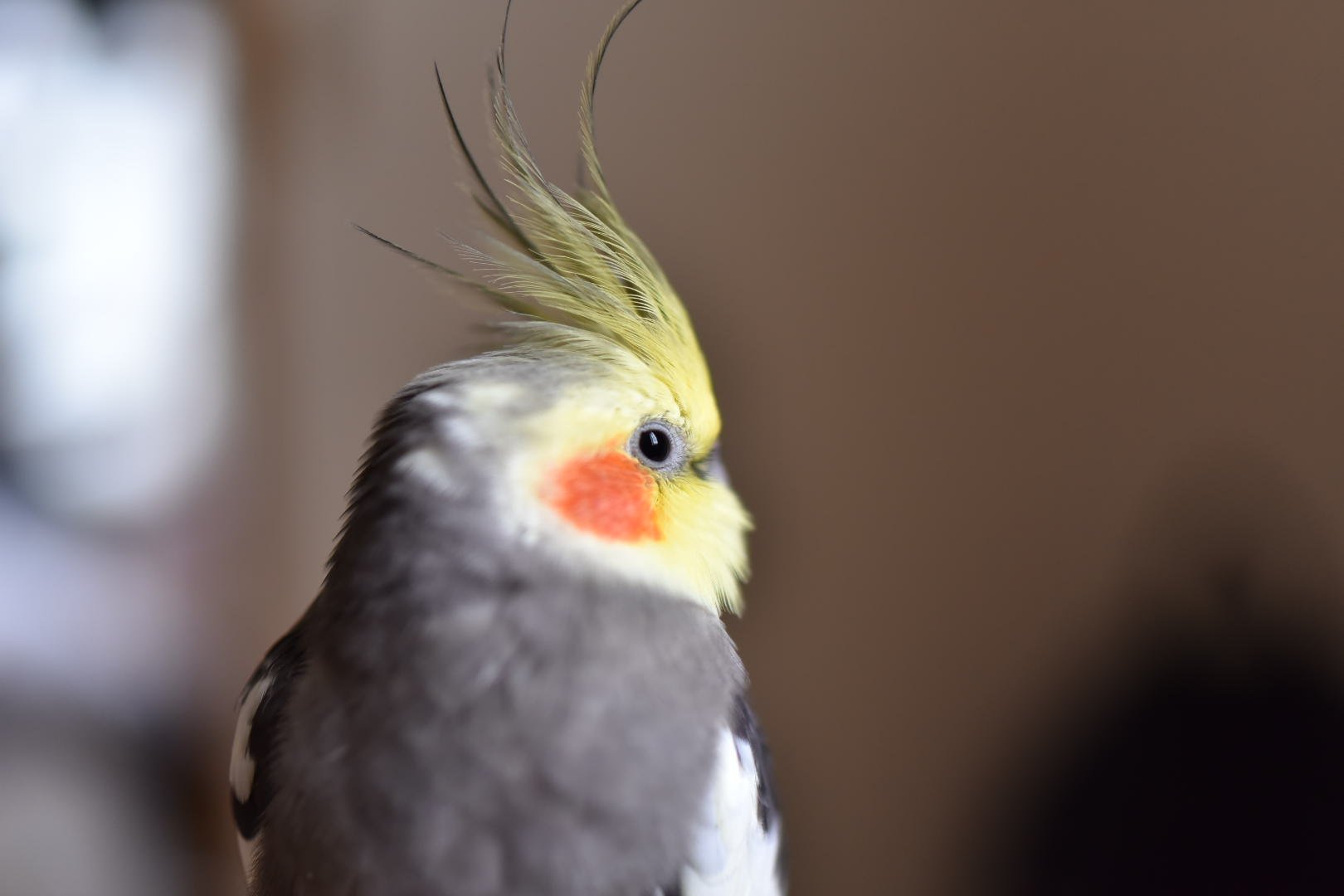 A8w 11月15日夕方 愛知県尾張旭市でペットのオカメインコが逃げてしまいました 名前は トラ といいます 情報ありましたらご連絡ください インコ オカメインコ オカメインコ迷子 迷い鳥 尾張旭市 インコ迷子 迷いインコ 拡散希望 愛知県