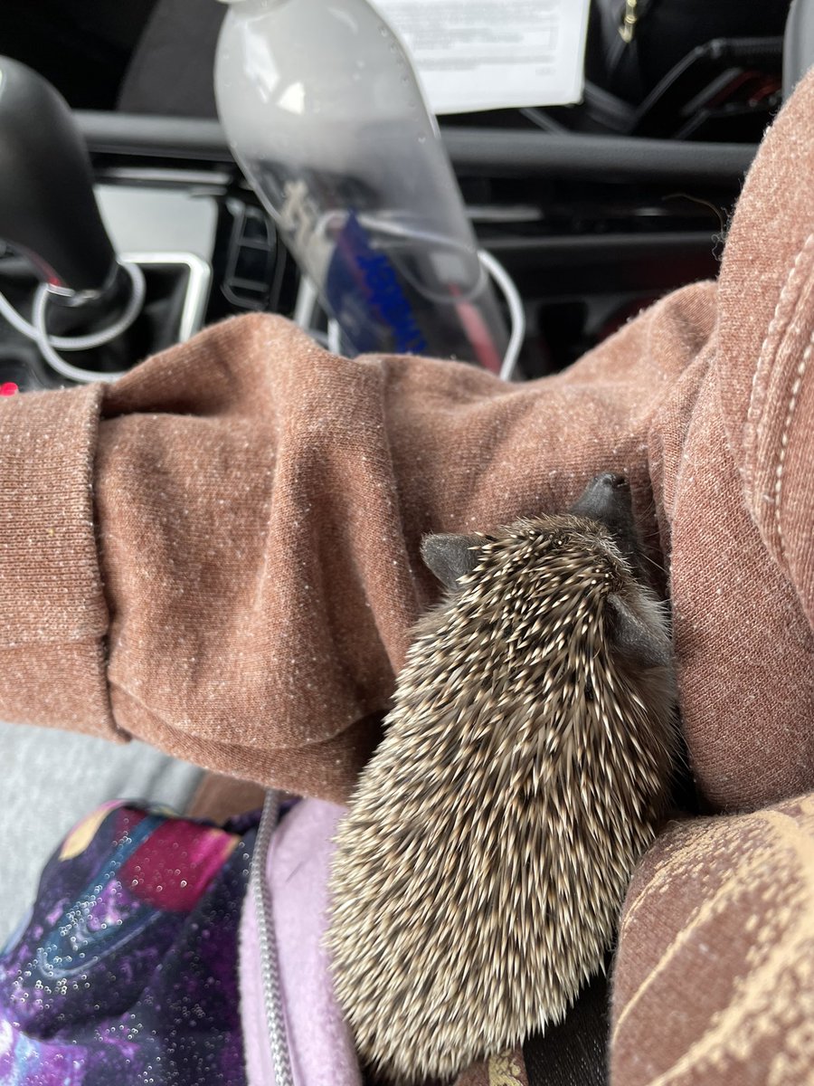 briefrithh's tweet photo. @Jwill_moe Look my new hedgie https://t.co/BGYxnNtERI
