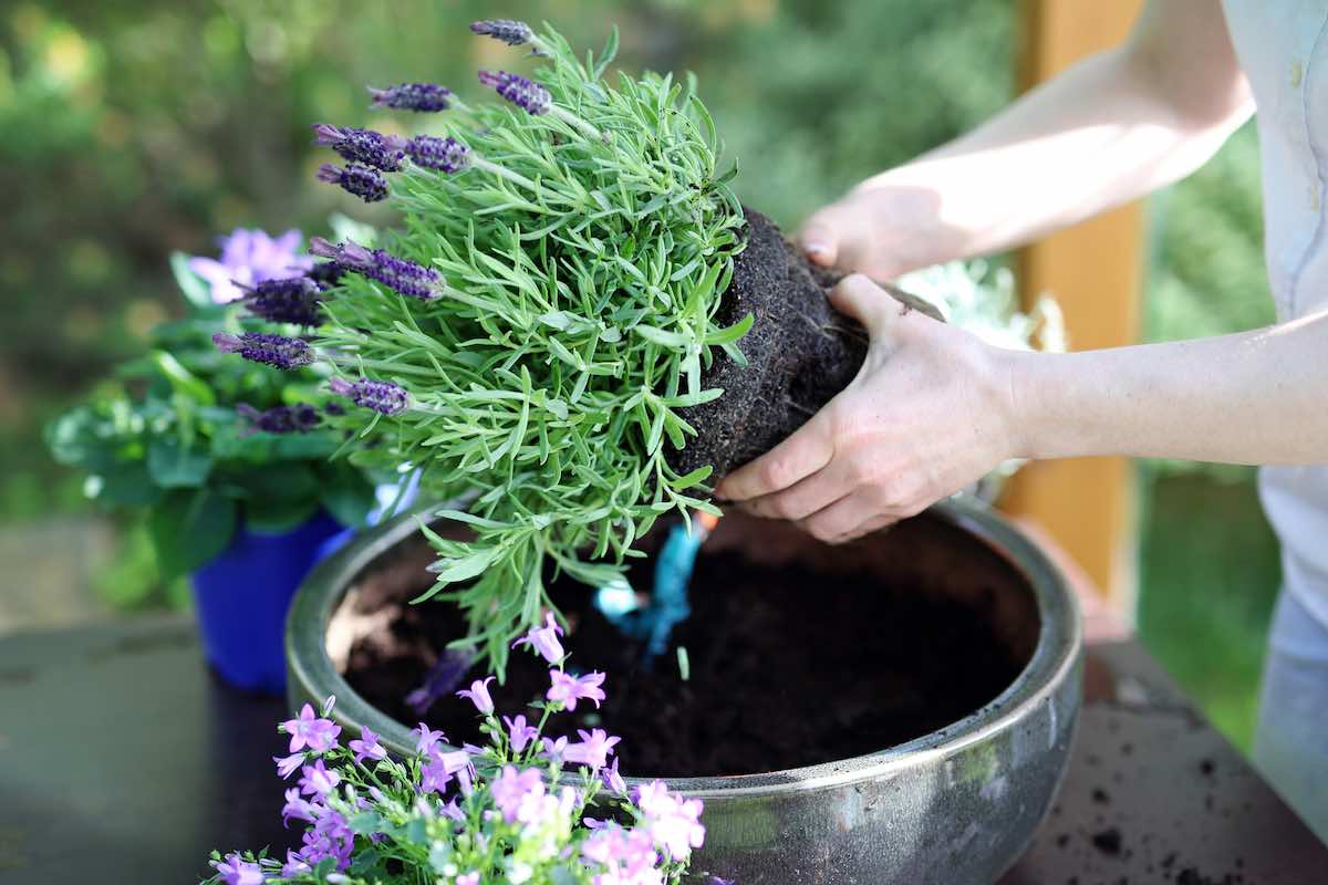 eskocells's tweet photo. Com fer reviure les plantes de lavanda. Cómo revivir las plantas de lavanda. #plantes #jardineria #comfer #escocells https://t.co/0mIjxQoIk6 https://t.co/c5ERwg06f4