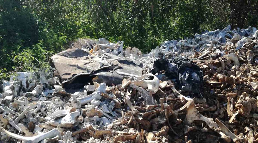 road_sides's tweet photo. Ognjen Kojanić argues that instead of seeing the proliferation of golden jackals in Belgrade as a problem of irresponsible citizens failing to properly dispose of their rubbish, one should think of alternative ‘multispecies infrastructures of waste’: https://t.co/aazYByZDY7 https://t.co/qbG2gj8enk
