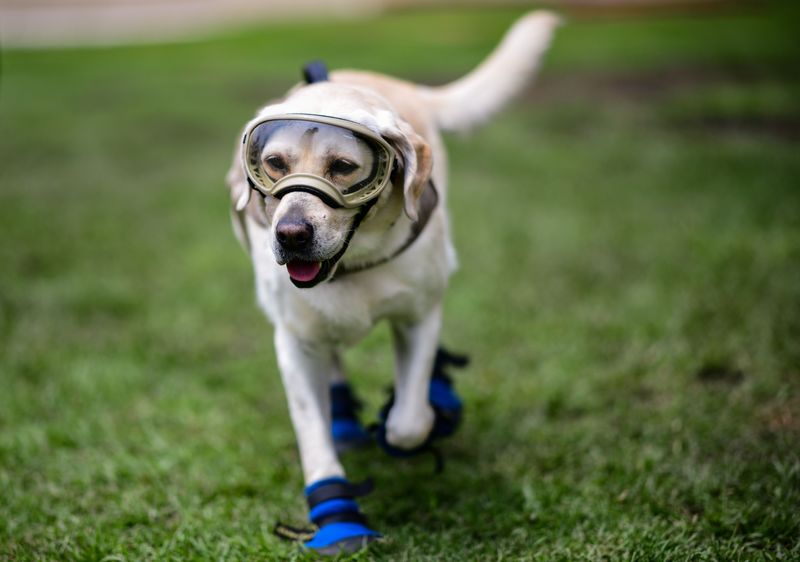 doctorfan06's tweet photo. R.I.P. Frida the Rescue Dog
#ripfrida https://t.co/SBBssRvfp8