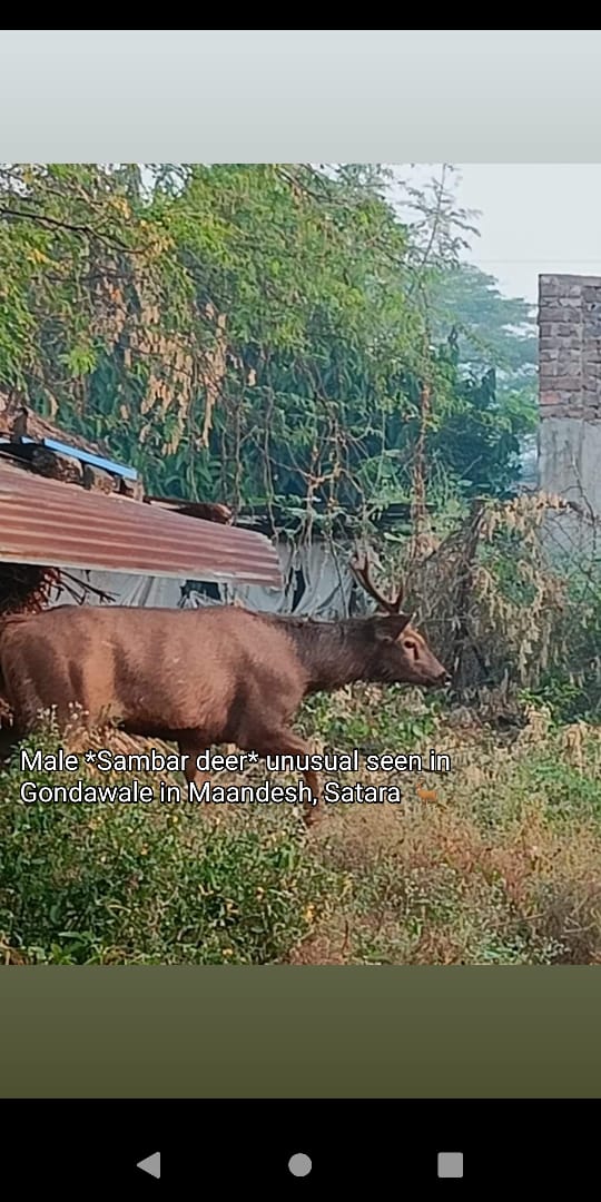 Cpsawant's tweet photo. Regarding wildlife existing in Maan Taluka of Satara district. It's necessary to Documented assessed and monitored using #camera_traps.that helps to Conservation and protection of this region 🦌🌿
@ccftkolhapur @Mani_ifs @ben_ifs @akshay_journo https://t.co/gBX5nRSdz0