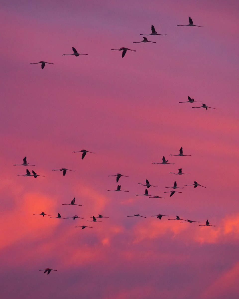 A partir d'ara i fins la primavera, la llacuna de la Tancada i la Badia dels Alfacs es converteixen en el millor aparador per veure flamencs al Delta de l'Ebre.
<a href="/catexperience/">Catalunya Experience</a> <a href="/birdcatalunya/">Birding Catalunya</a> <a href="/terresebretur/">Terres de l'Ebre</a> <a href="/SocEcoturista/">Ecoturisme Catalunya 💙</a> <a href="/TurismeLaRapita/">Turisme la Ràpita</a> <a href="/TurismeAmposta/">Amposta · Delta de l'Ebre</a> <a href="/parcscat/">Parcs de Catalunya</a> <a href="/turismecat/">Turisme</a>
