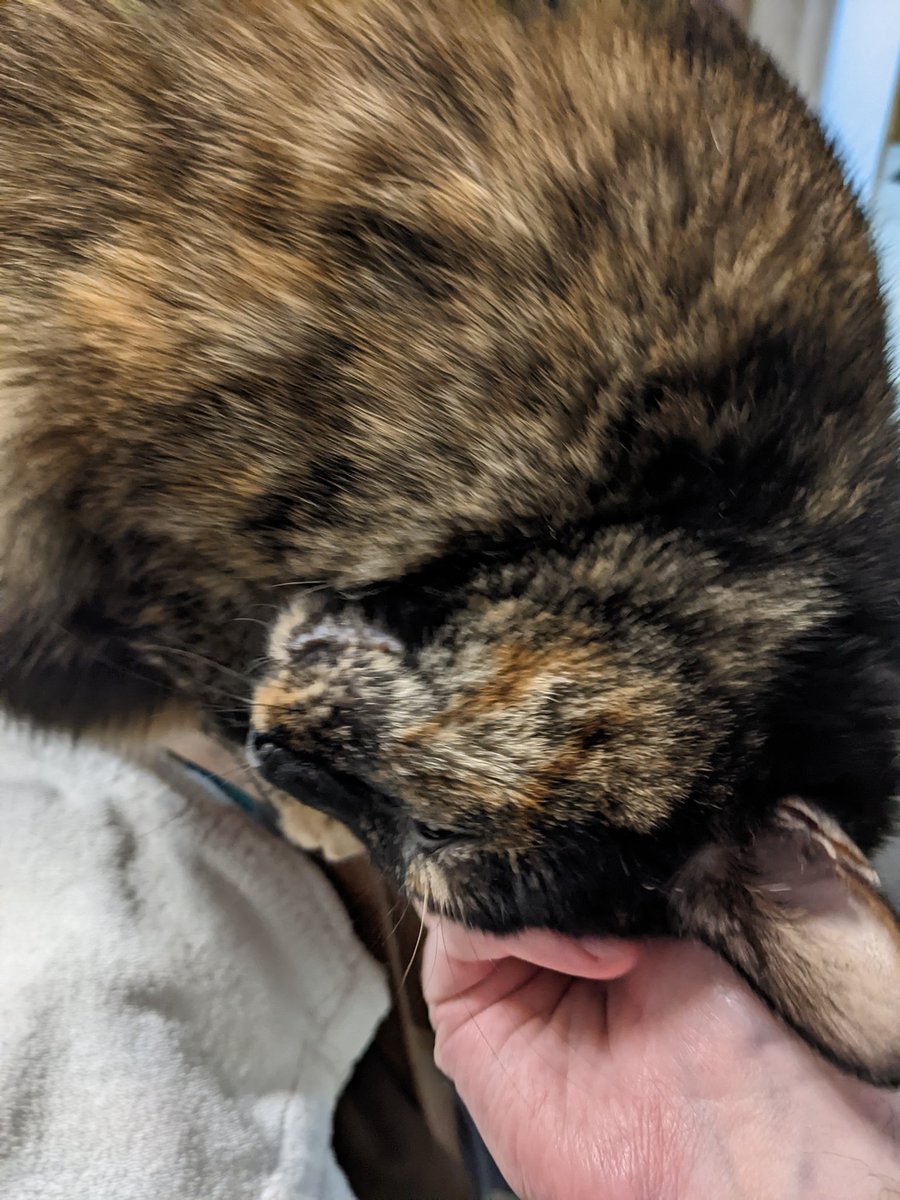 Kormurkian's tweet photo. @that_ghoul_ava When I'm dead, I don't give a fuck if they eat me. Dessert is served. She's purring in my face right now, probably wondering how I'll taste with her friskies. https://t.co/31CwbZUpLG