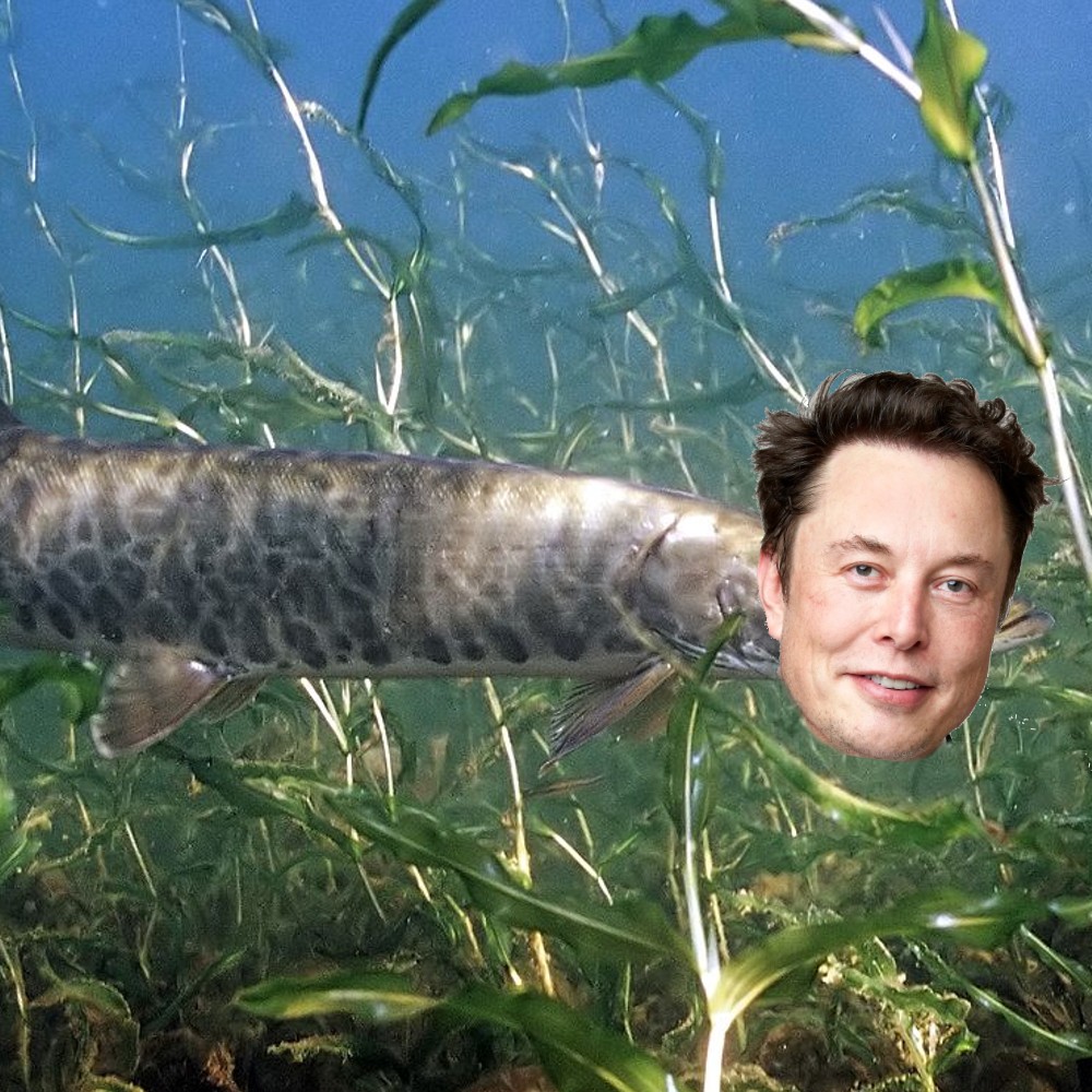 NzJaws's tweet photo. Elon muskie be like: blub blub blub https://t.co/ORUF2LODBf