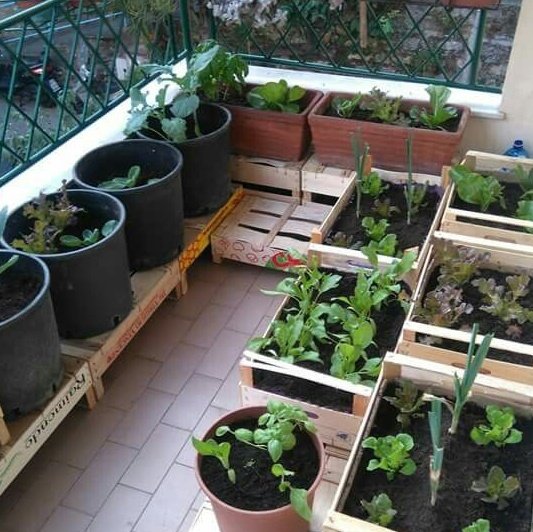 ccstraction's tweet image. ⠀⠀𓐍  ﾟ   ̤   5 tips para empezar tu huerto en casa: