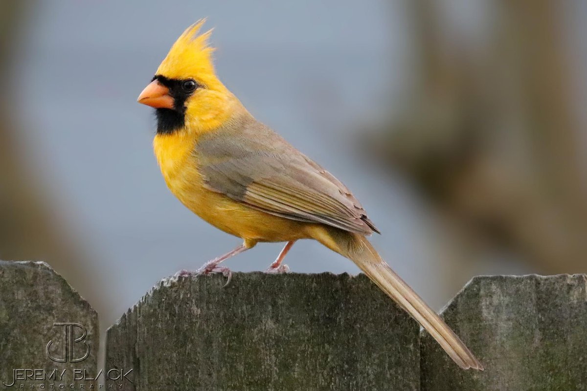 JeremyBlack13's tweet photo. I’m truly honored to have my photography featured in a @NatGeo publication! This publication is officially available for purchase as of today! #yellowcardinal #natgeo https://t.co/HcrtyEedVB