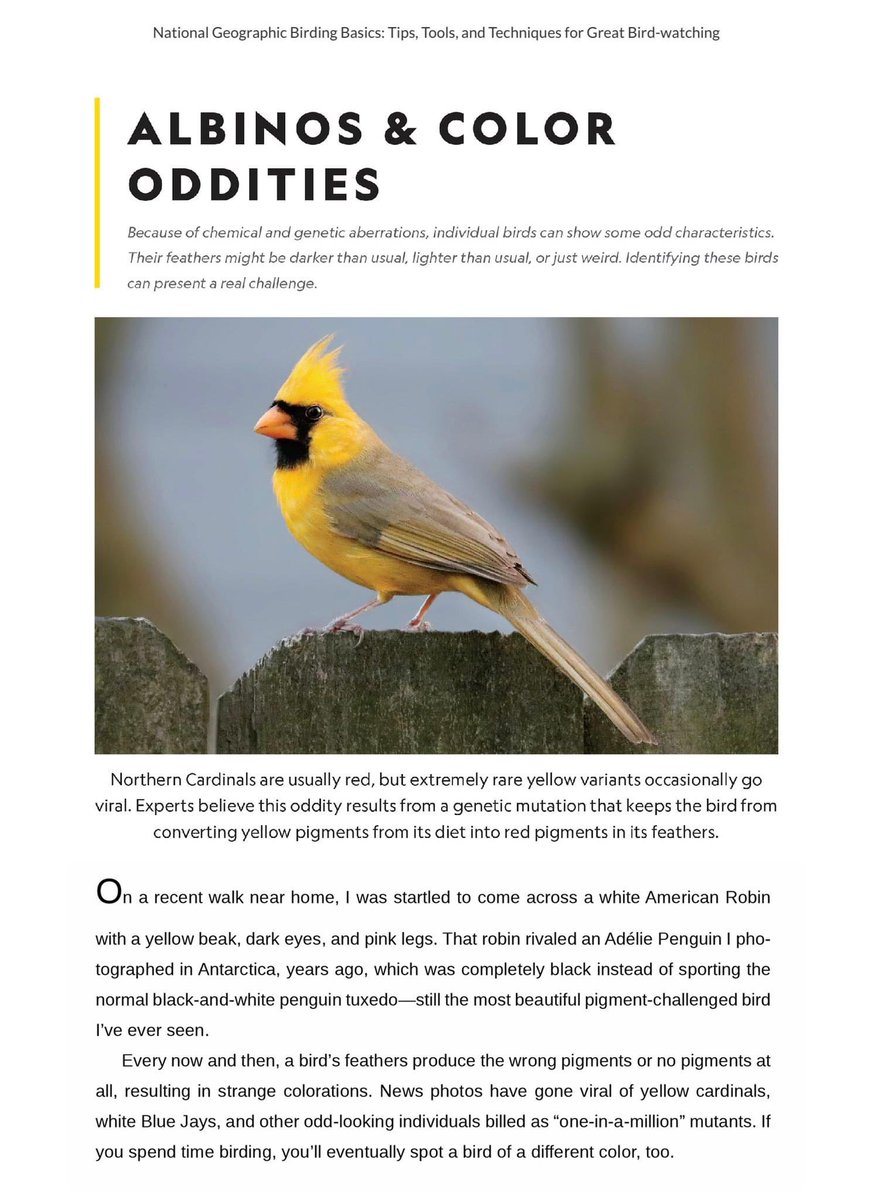 JeremyBlack13's tweet photo. I’m truly honored to have my photography featured in a @NatGeo publication! This publication is officially available for purchase as of today! #yellowcardinal #natgeo https://t.co/HcrtyEedVB