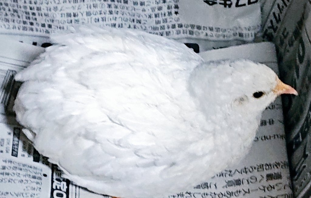 今見ているライチョウ 実はかさ増しされているのかも 雷鳥 想像以上によく膨らむ もふもふで可愛い 2ページ目 Togetter