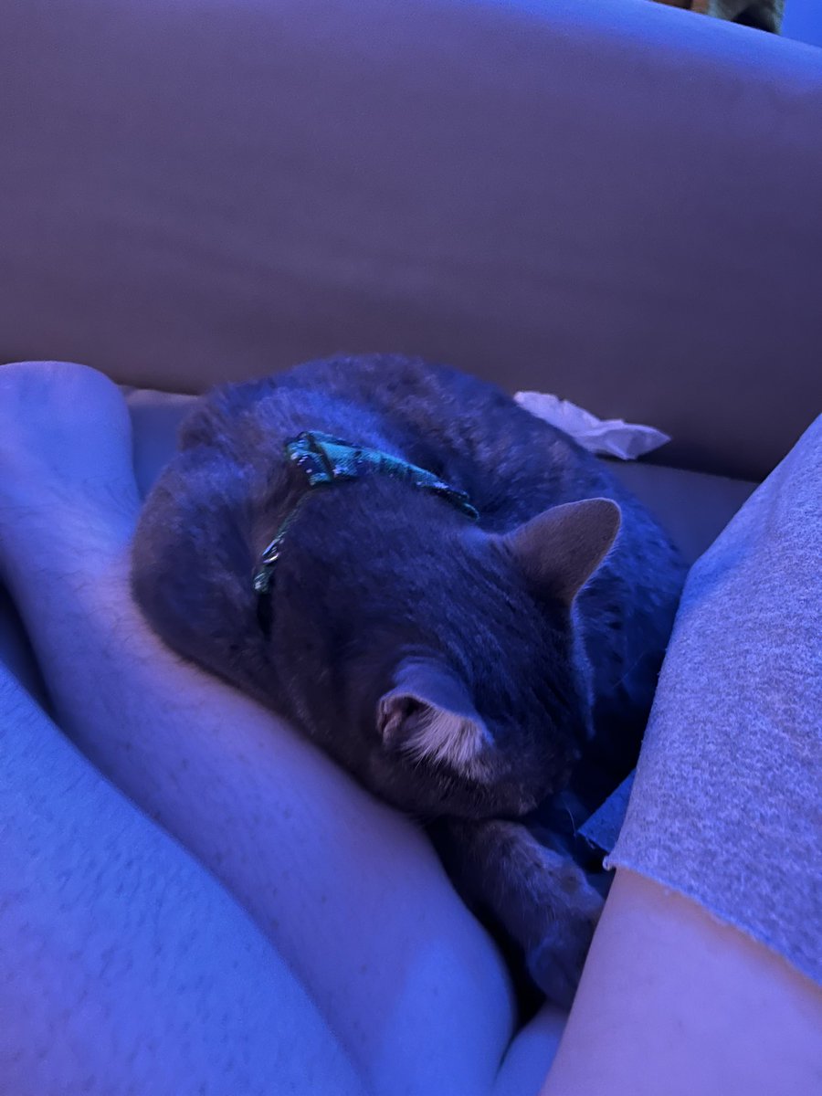 i love napping by my hooms butts im such a weirdo #CatsOnTwitter #catcuddles #catsleeping #clementine #clem #FYP #catlovers #catlife #goodnight