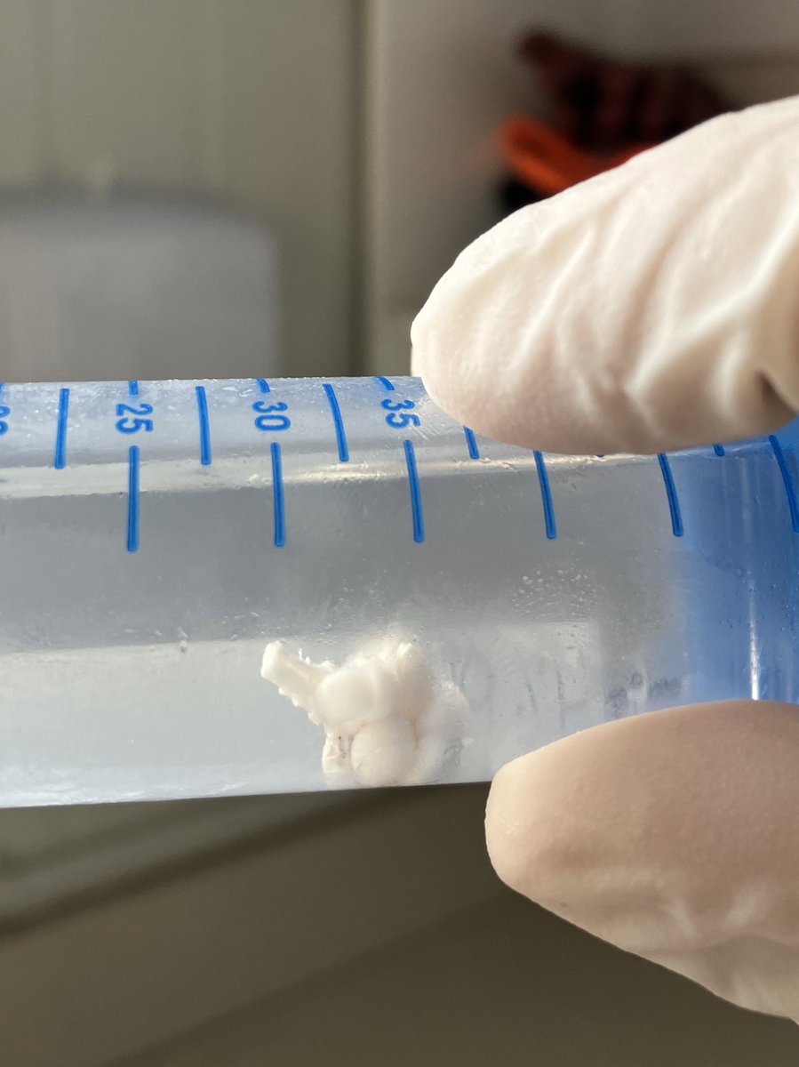 Great couple of weeks doing fieldwork in Tauranga with the #sexyfish team <a href="/HMQuertermous/">Haylee Quertermous</a> <a href="/ChloeAvdB/">Chloe van der Burg</a> <a href="/ProfGemmell/">Neil Gemmell</a> - Outdoors neuroscience, how good!