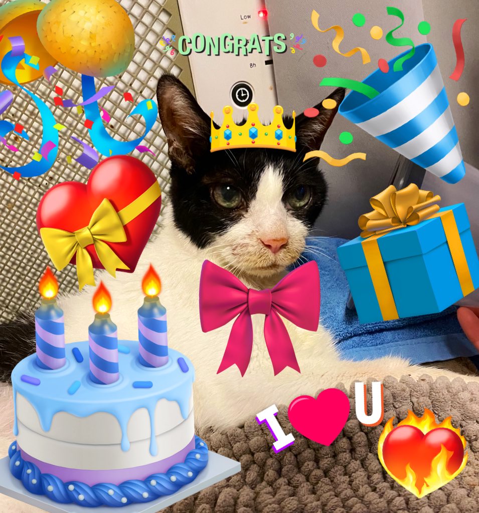 가루의 만 21살 생일입니다♥️🎂🎉🎀
2001년 11월 16일 성산동에서 태어난 가루가 이달 초 고비도 씩씩하게 넘기고 21번째 생일을 맞았어요. 한국나이로는 22살 대학교 3학년! 그저 오늘 하루를 함께 맞을 수 있음에 감사하고 또 감사해요. 모두 함께 기도해주신 덕분이라고 믿습니다♥️ #01년생고양이