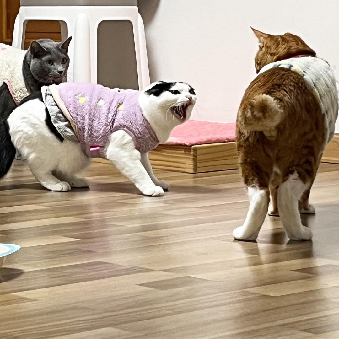 funnycatsreact1's tweet photo. Amazing Cat💕❤️😅🤣🤪
From:IG:@dididodo
#cat #cats #catphoto #CatsofTwittter https://t.co/5e33Yz75Md
